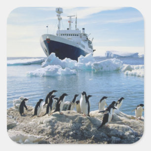 Pegatina Cuadrada Un Grupo De Pingüinos En Una Playa Icy