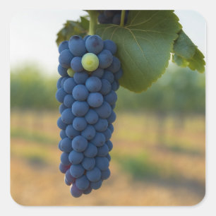 Pegatina Cuadrada Un grupo de uvas moradas frescas