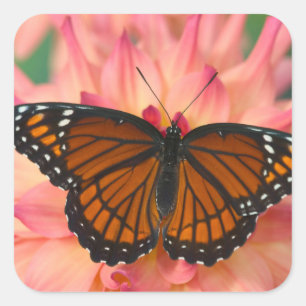 Pegatina Cuadrada Un imitador de la mariposa monarca