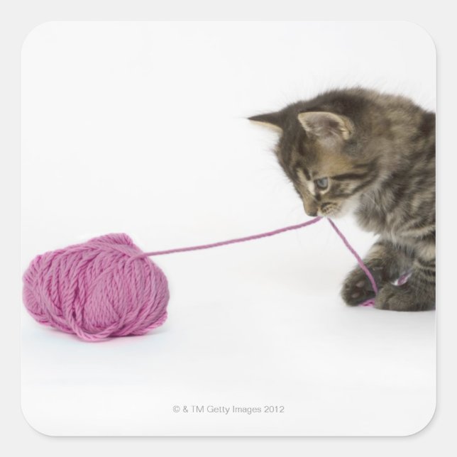 Pegatina Cuadrada Un joven gatito de tabby jugando (Anverso)