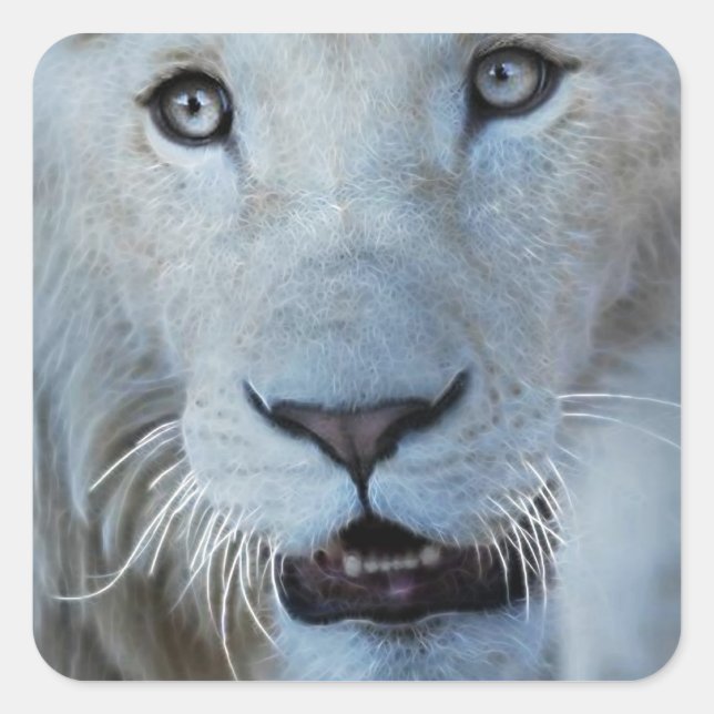 Pegatina Cuadrada Un león blanco en Sudáfrica (Anverso)
