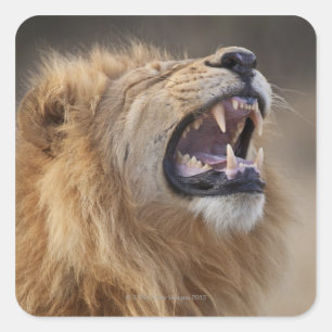 Pegatina Cuadrada Un león macho maduro (Panthera leo) en Savuti