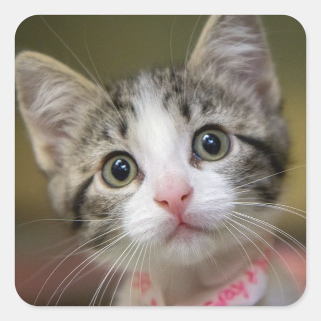 Pegatina Cuadrada Un lindo gatito con ojos verdes (Anverso)