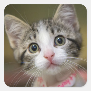 Pegatina Cuadrada Un lindo gatito con ojos verdes
