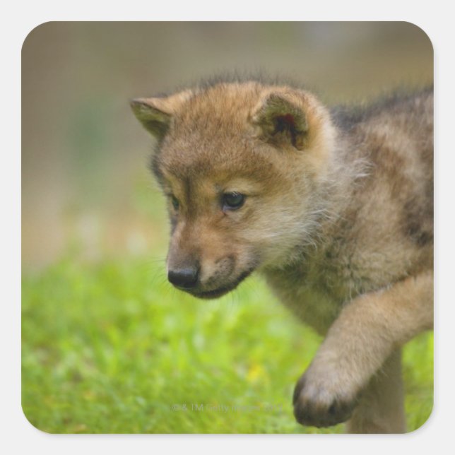 Pegatina Cuadrada Un lobo bebé (Anverso)