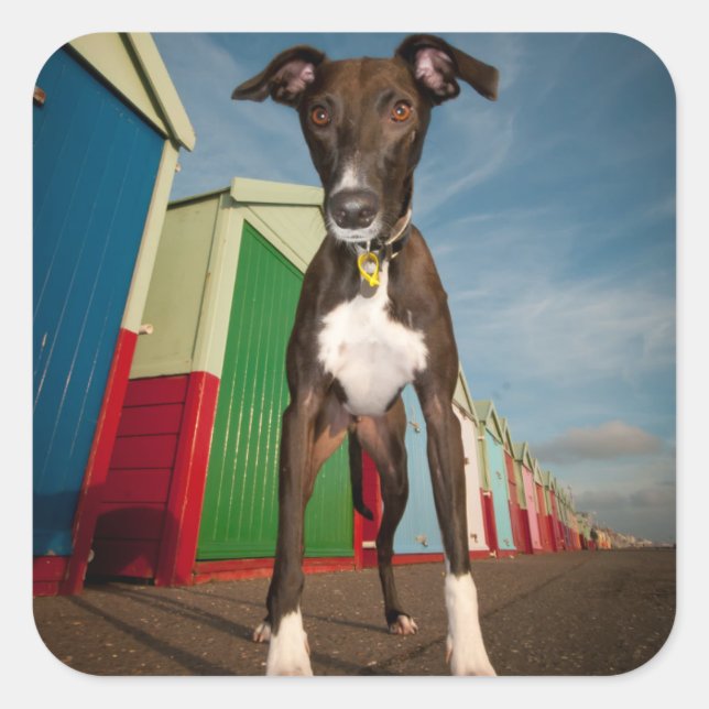 Pegatina Cuadrada Un Luchador Frente A Algunas Cabinas De Playa (Anverso)