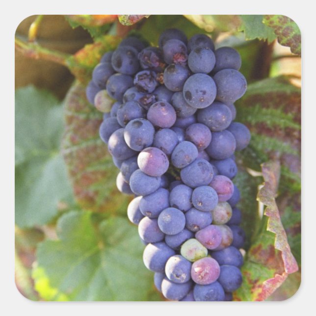 Pegatina Cuadrada Un montón de uvas de Pinot Noir en una Chambertin (Anverso)