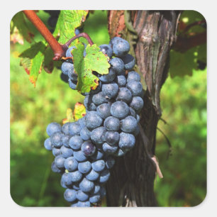 Pegatina Cuadrada Un montón de uvas maduras merlot en una vid con