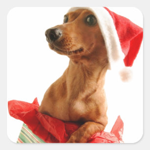 Pegatina Cuadrada Un Navidad muy Doxie