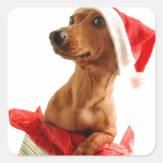 Pegatina Cuadrada Un Navidad muy Doxie (Anverso)