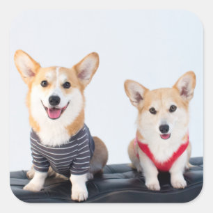 Pegatina Cuadrada Un Par De Corgis Sentado En Un Baño