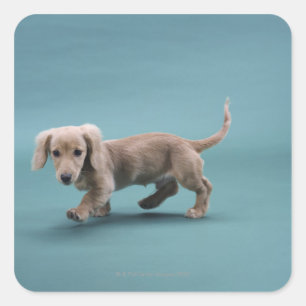 Pegatina Cuadrada Un pequeño dachshund beige