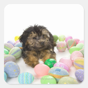 Pegatina Cuadrada Un perrito de Yorkie-poo y huevos de Pascua