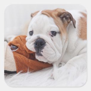 Pegatina Cuadrada Un perrito inglés del bulldog que juega con un