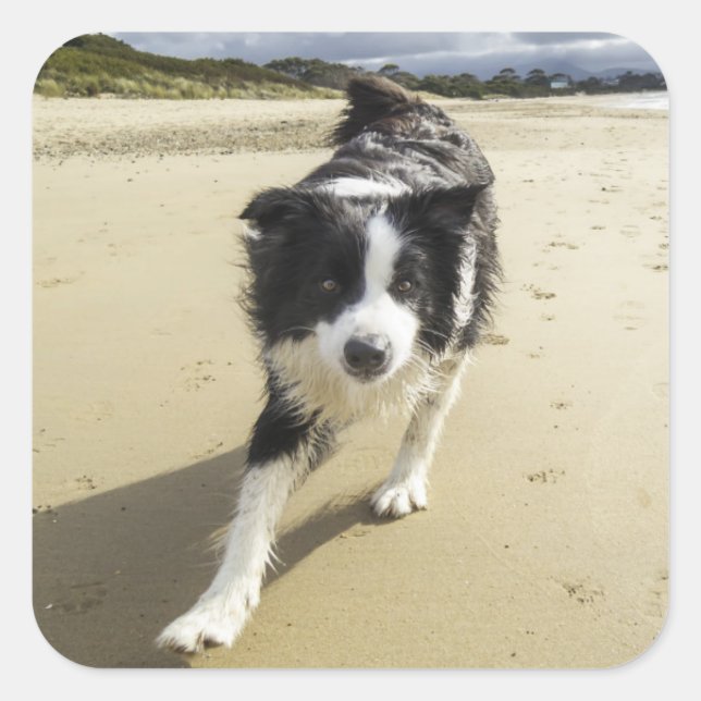 Pegatina Cuadrada Un Perro Collie Fronterizo Corriendo En La Playa (Anverso)
