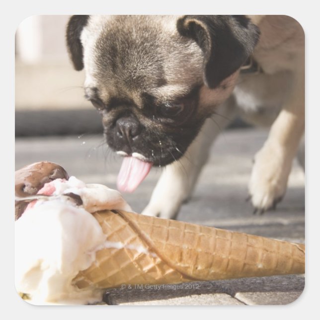 Pegatina Cuadrada Un perro comiendo un helado de un pavimento (Anverso)