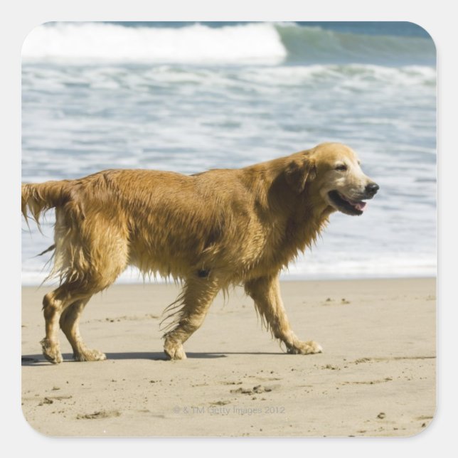 Pegatina Cuadrada Un perro mojado en la playa. (Anverso)