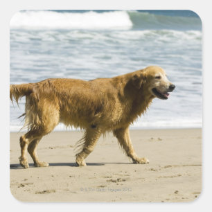 Pegatina Cuadrada Un perro mojado en la playa.