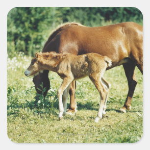 Pegatina Cuadrada Un potro y un caballo en un pasto.