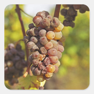 Pegatina Cuadrada Un racimo de uvas Semillon mohoso en Ch Raymond La