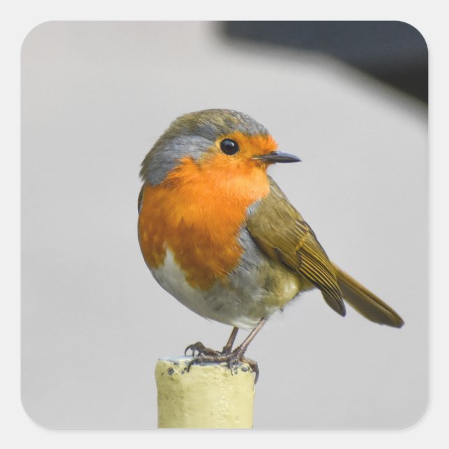 Pegatina Cuadrada Un Robin Muy Sorprendente (Anverso)