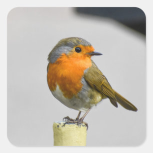 Pegatina Cuadrada Un Robin Muy Sorprendente