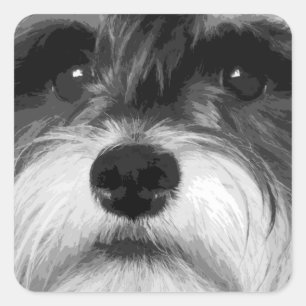 Pegatina Cuadrada Un Schnauzer en miniatura en blanco y negro