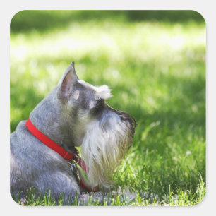 Pegatina Cuadrada Un Schnauzer tendido en la hierba