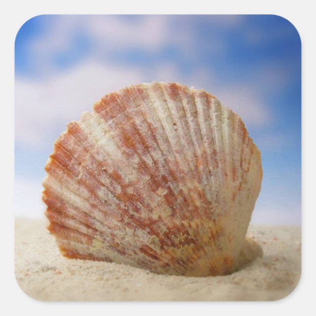 Pegatina Cuadrada Un Shell Producido En La Arena (Anverso)
