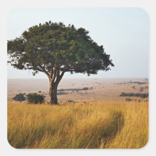 Pegatina Cuadrada Un solo árbol de acacia en llanuras herbáceas, Mas