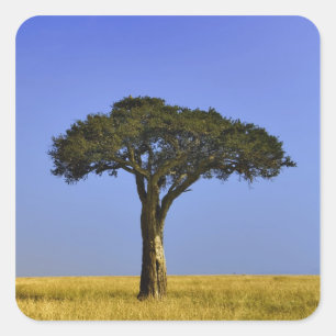 Pegatina Cuadrada Un solo árbol de acacia en llanuras herbáceas, Mas