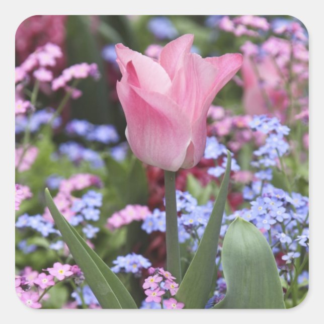 Pegatina Cuadrada Un tulipán en los jardines de Luxemburgo, París, F (Anverso)