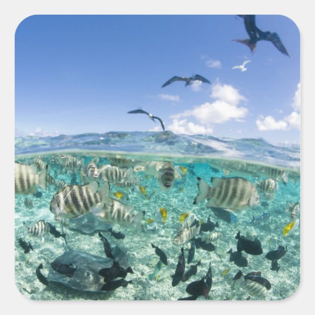 Pegatina Cuadrada Un viaje en safari por la laguna con Stingrays (Anverso)