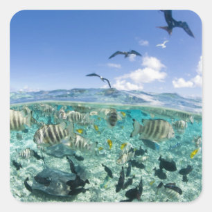 Pegatina Cuadrada Un viaje en safari por la laguna con Stingrays