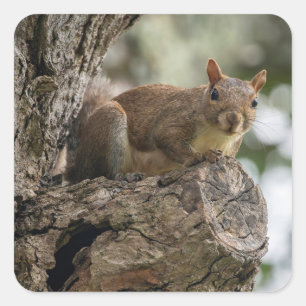 Pegatina Cuadrada Una ardilla curiosa posada en una rama de árbol.
