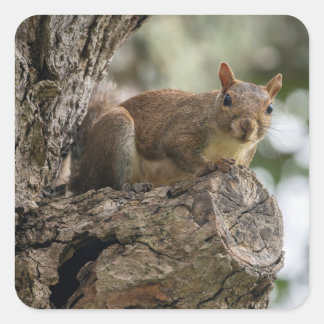 Pegatina Cuadrada Una ardilla curiosa posada en una rama de árbol.