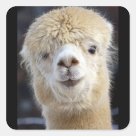 Pegatina Cuadrada Una cara adorable y esponjosa de una alpaca