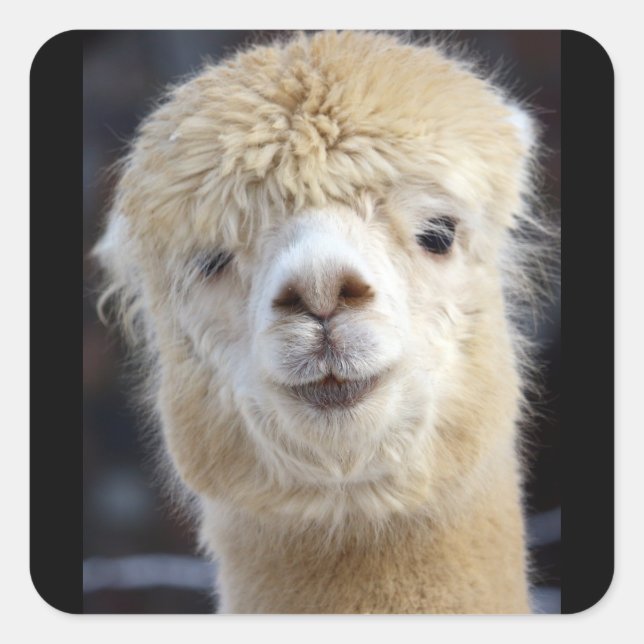 Pegatina Cuadrada Una cara adorable y esponjosa de una alpaca (Anverso)