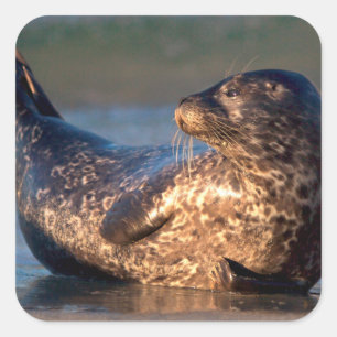 Pegatina Cuadrada Una cría de foca levantando su cola