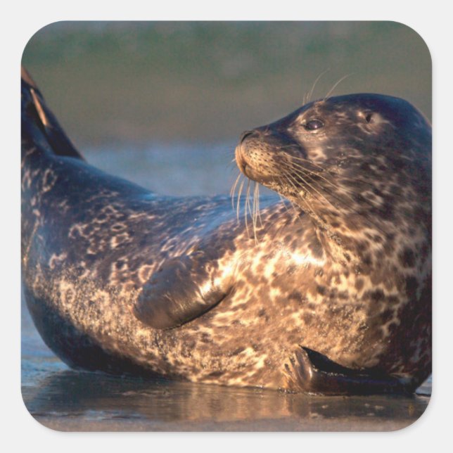 Pegatina Cuadrada Una cría de foca levantando su cola (Anverso)