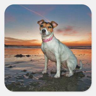 Pegatina Cuadrada Una Jack Russell Sitting Beach Playa Brighton