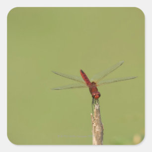 Pegatina Cuadrada Una libélula descansa momentáneamente sobre una