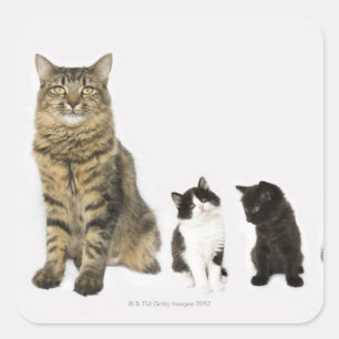 Pegatina Cuadrada Una madre con sus cuatro gatitos sentados juntos