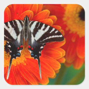 Pegatina Cuadrada Una mariposa cebra
