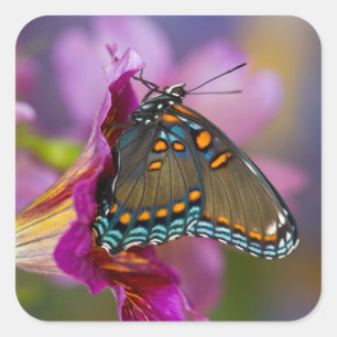 Pegatina Cuadrada Una mariposa cola de golondrina
