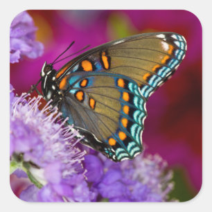 Pegatina Cuadrada Una mariposa cola de golondrina de la especia