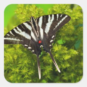 Pegatina Cuadrada Una mariposa cola de golondrina norteamericana