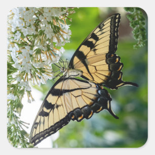 Pegatina Cuadrada Una mariposa con alas amarillas y negras