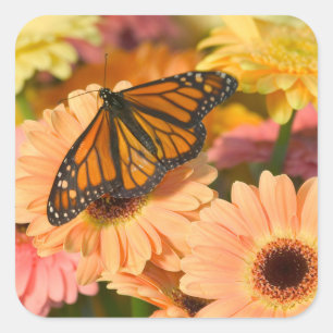 Pegatina Cuadrada Una mariposa de ropa de duelo