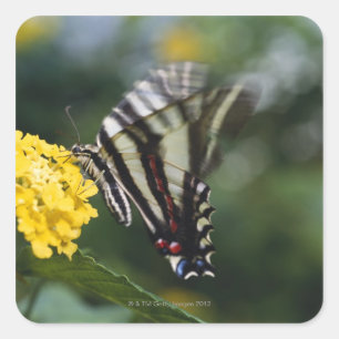 Pegatina Cuadrada Una mariposa, en la familia de Swallowtails o